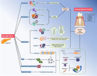 Diabetes mellitus promotes susceptibility to periodontitis—novel insight into the molecular mechanisms